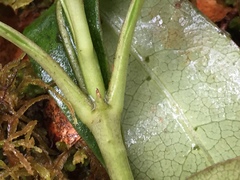 Coprosma dodonaeifolia