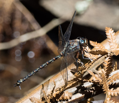 Austroaeschna hardyi