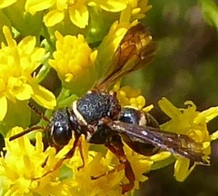 Epeolus bifasciatus