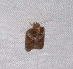 Acleris celiana