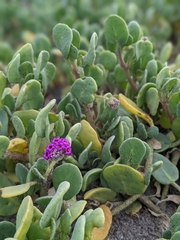 Abronia maritima