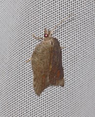 Acleris effractana