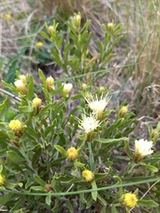 Ericameria parryi