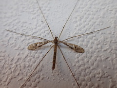 Austrolimnophila argus