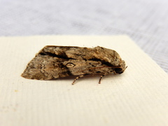 Turnerinycta phaeocosma