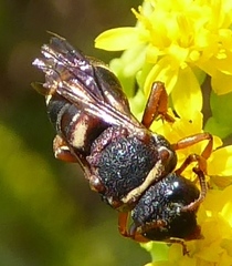 Epeolus bifasciatus