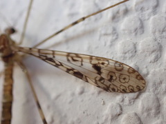 Austrolimnophila argus