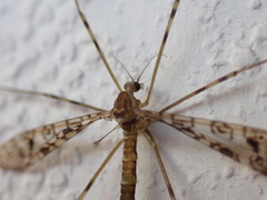 Austrolimnophila argus
