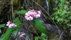 Koenigia campanulata