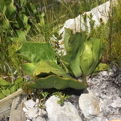 Mairia coriacea