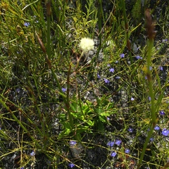 Hermas quinquedentata