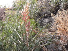 Tillandsia bourgaei