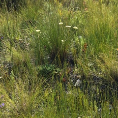 Hermas quinquedentata
