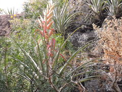Tillandsia bourgaei