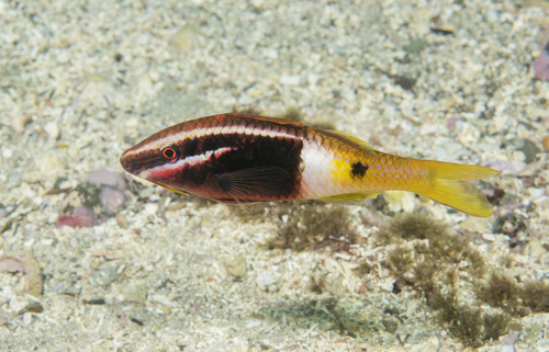 Bicolor goatfish (Parupeneus barberinoides) — Mullidae — 3