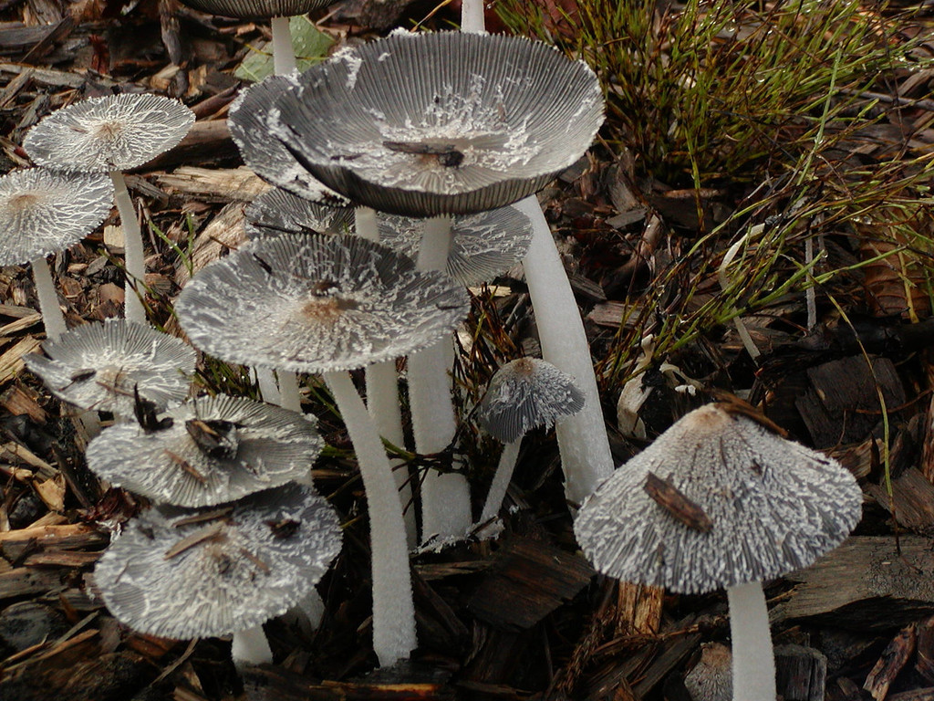 hare's foot inkcap