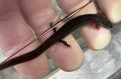 Stereochilus marginatus