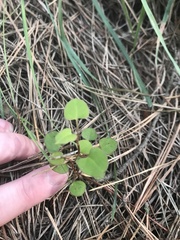 Muehlenbeckia australis