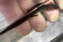 Stereochilus marginatus