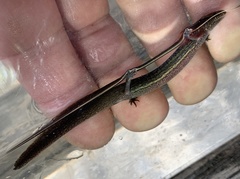 Stereochilus marginatus