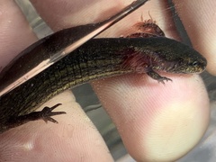 Stereochilus marginatus