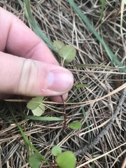 Muehlenbeckia australis