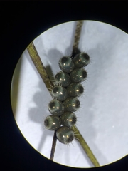 Hemiptera