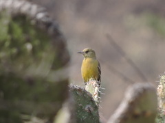Icterus parisorum