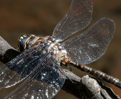 Austroaeschna hardyi