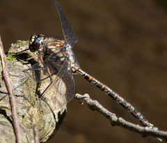 Austroaeschna hardyi
