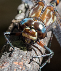 Austroaeschna hardyi
