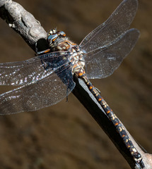 Austroaeschna hardyi