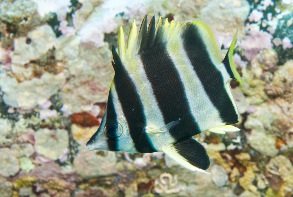 Lord Howe butterflyfish (Amphichaetodon howensis) — Chaetodontidae