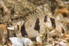 Centropogon australis