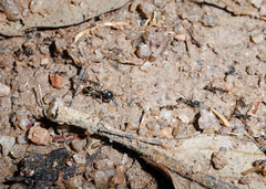 Labidus