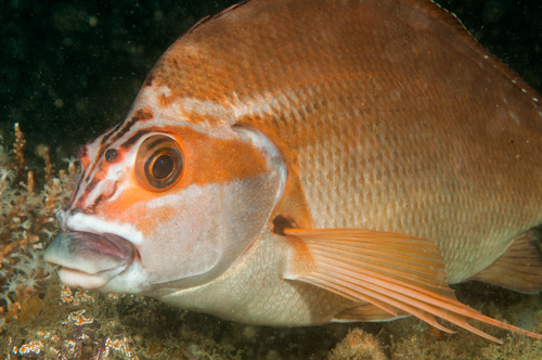 Red morwong (Cheilodactylus fuscus) — Cheilodactylidae — 2
