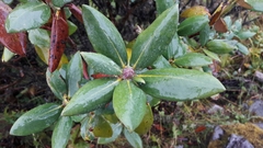 Rhododendron aeruginosum