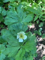 Trollius laxus