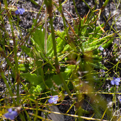 Hermas quinquedentata