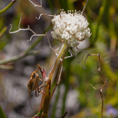 Hermas quinquedentata