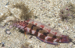 Eupetrichthys angustipes