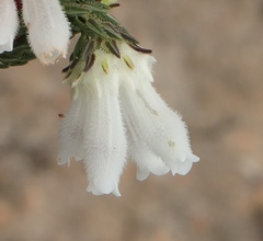 Erica pectinifolia