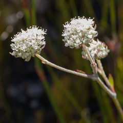 Hermas quinquedentata