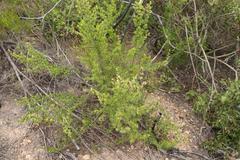 Cliffortia drepanoides