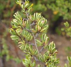 Cliffortia drepanoides