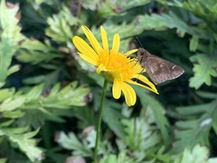 Cymaenes odilia