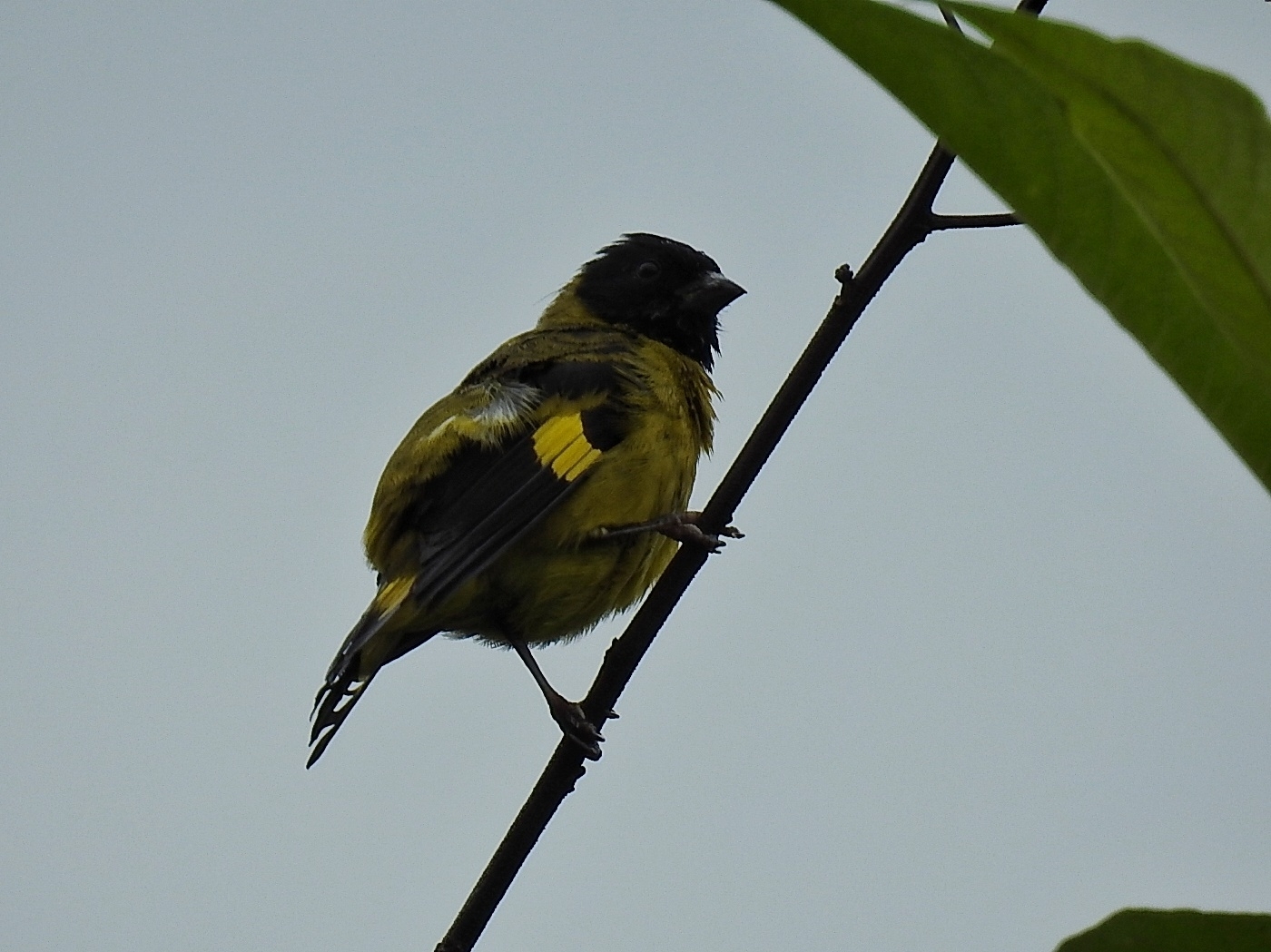 Olivaceous Siskin (Spinus olivaceus), photo 7