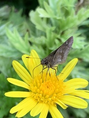 Cymaenes odilia