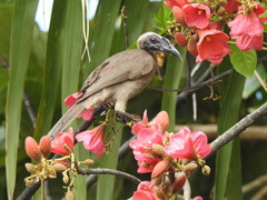 Philemon buceroides