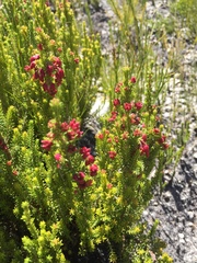Erica monadelphia